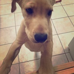 Custom Listing for Carmen